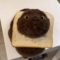 BREADCAT
