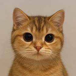 Pussy