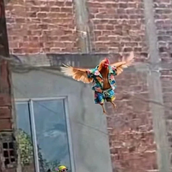 BUTTERFLY