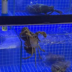 MR CRABS / SOL