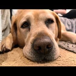 dog sad / SOL