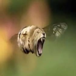 Lion bee / SOL