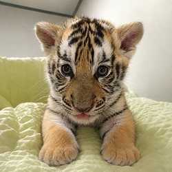 Mowgli