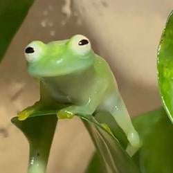 Kermit / SOL