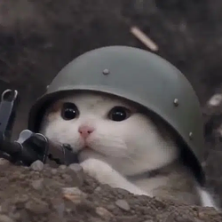 trenchcat