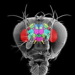 FLYBRAIN / SOL