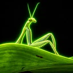 Mantis