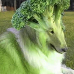 BROCOLLIE