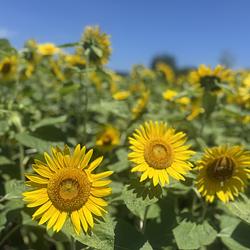 Dandelion / SOL