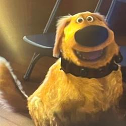 UPPDOG / SOL