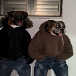 E/DOG