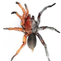 SPIDER