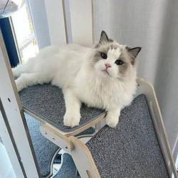 MIMI