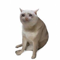 CASHCAT / SOL