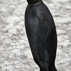 Niguin