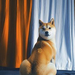 ElonDoge logo