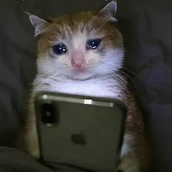 sadcat / SOL