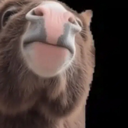 vibedonkey / SOL