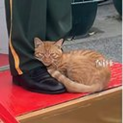 大橘