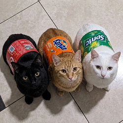 sodacat