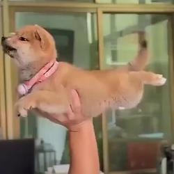 PUPPER