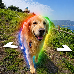 The Google Maps Dog logo