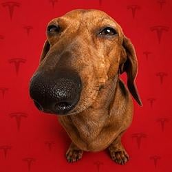 LONGDOG