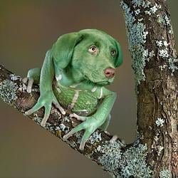 FROGDOGE / SOL