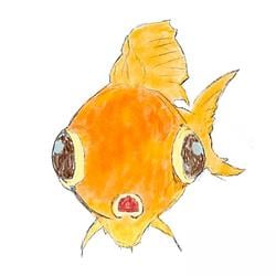 goldfish