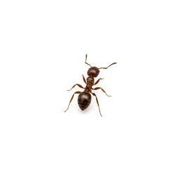 ANTPHROPIC / SOL
