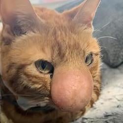 章鱼猫 / BNB