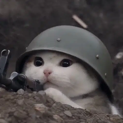 trenchcat