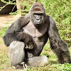 Harambe