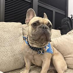 DOGG