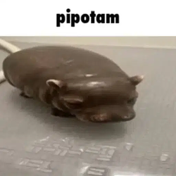 pipotam