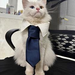 CEOTOM