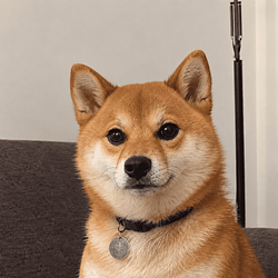 UDOG