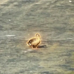 DUCK / SOL
