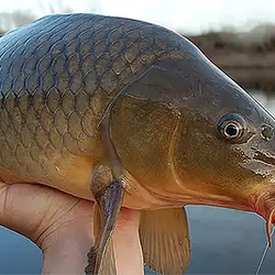 Carp