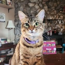 meowmeow