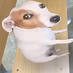 SDOG