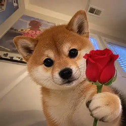 inu