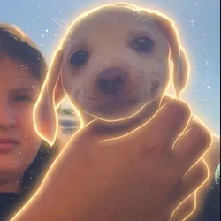 SMIRK DOG / SOL