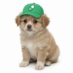 $PUMPDOG / SOL