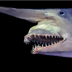GOBSHARK / SOL