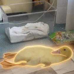 CHICK / SOL