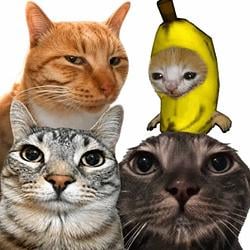 猫meme / SOL