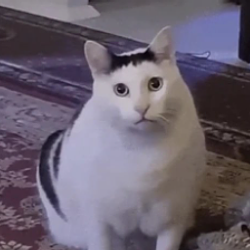 HUHCAT