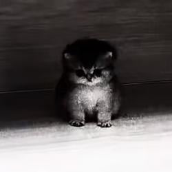 AURACAT / SOL
