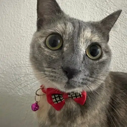 SOLCAT